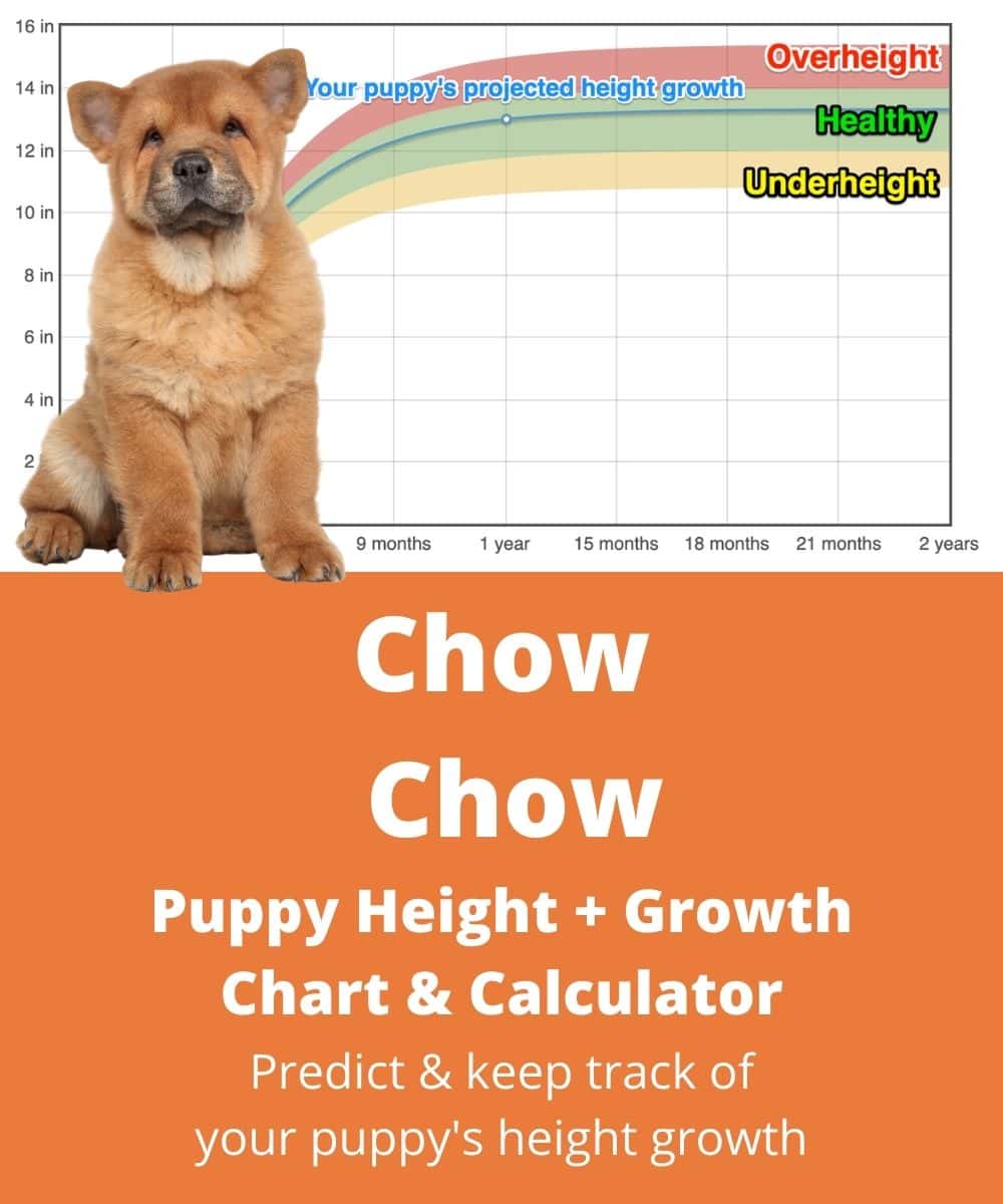 chow-chow Puppy height Growth Chart